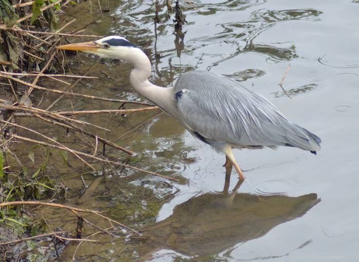 Lertxun hauskara, Ardea cinerea