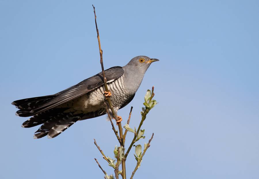 Vogelartinfo GFDL CC-BY-SA-3.0