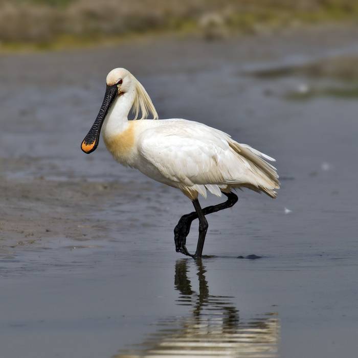 Mokozabal zuria, Platalea leucorodia