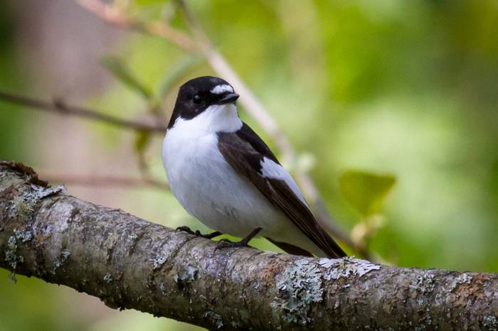 Euli-txori beltza, Ficedula hypoleuca