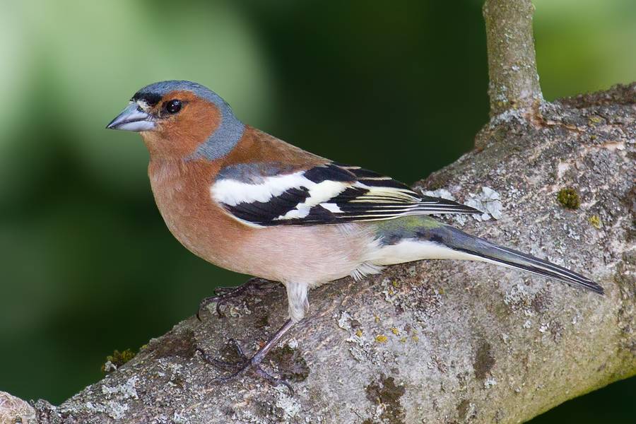 Fringilla coelebs GFDL CC-BY-SA-3.0