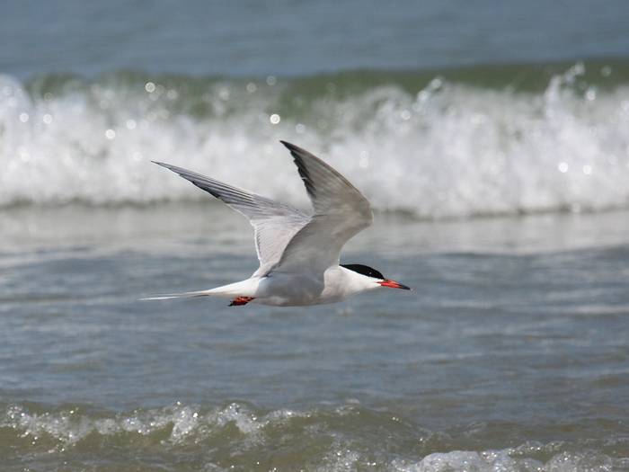 Txenada arrunta, Sterna hirundo