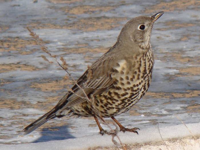 Garraztarroa, Turdus viscivorus